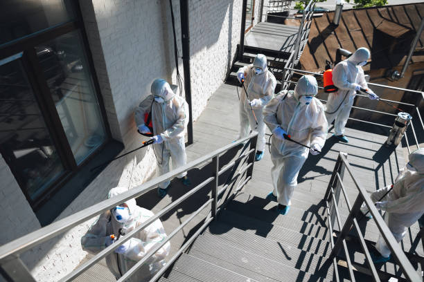 Best Black Mold Removal  in El Mirage, AZ