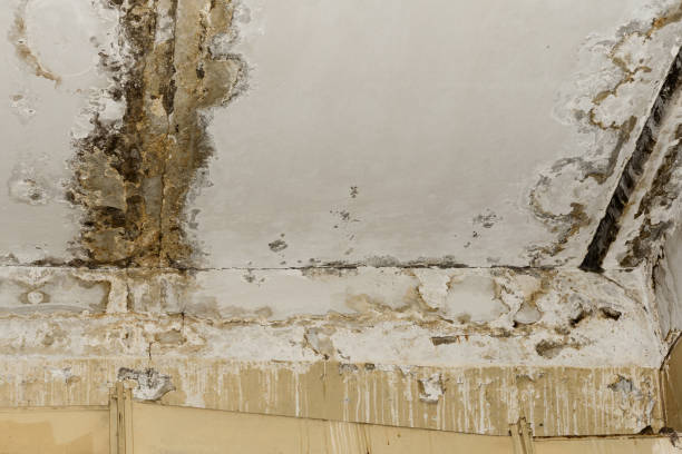 Best Mold-Related Health Consultation  in El Mirage, AZ