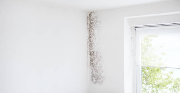 Best Mold Odor Removal Services  in El Mirage, AZ