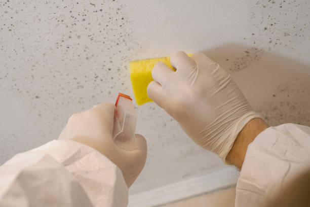 Best Mold-Related Health Consultation  in El Mirage, AZ