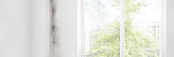 Trusted El Mirage, AZ Mold Removal Experts