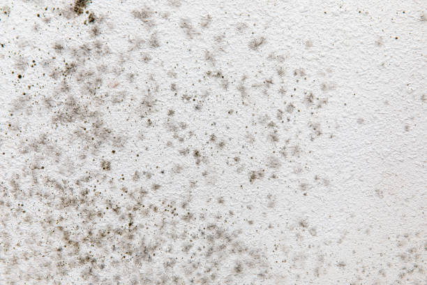 Best Dehumidification Services  in El Mirage, AZ