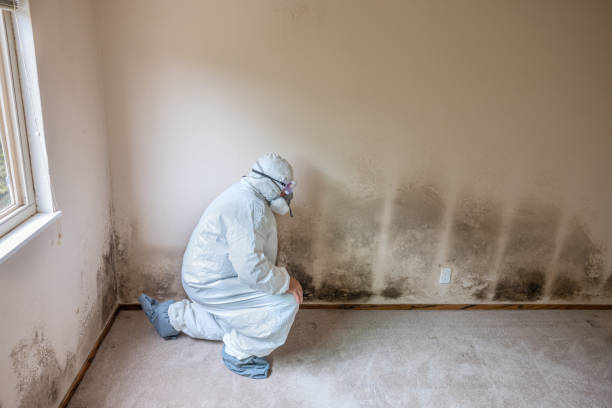 Best Attic Mold Removal  in El Mirage, AZ